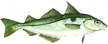 schellfisch